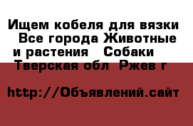 Ищем кобеля для вязки - Все города Животные и растения » Собаки   . Тверская обл.,Ржев г.